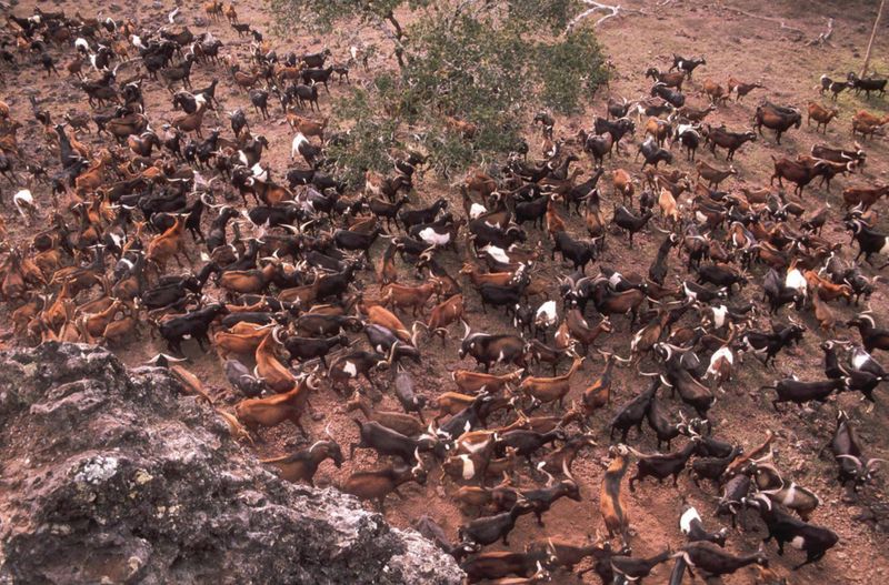 Invasive Species Battle For Dominance