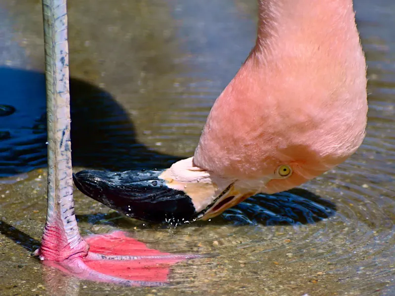 Flamingos: Upside-Down Filter Feeders