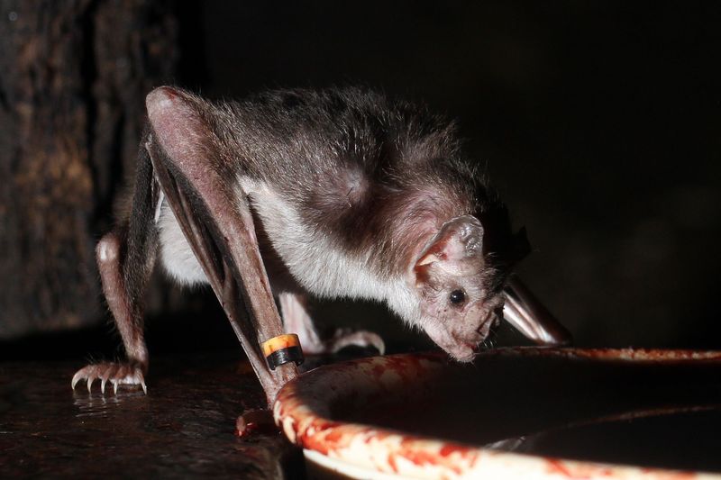 Vampire Bats: Blood-Only Menu