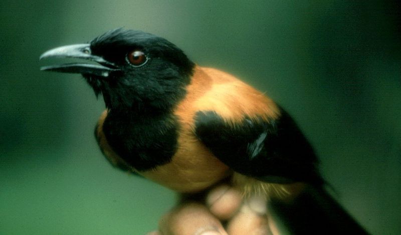 Hooded Pitohui: The Toxic Songbird