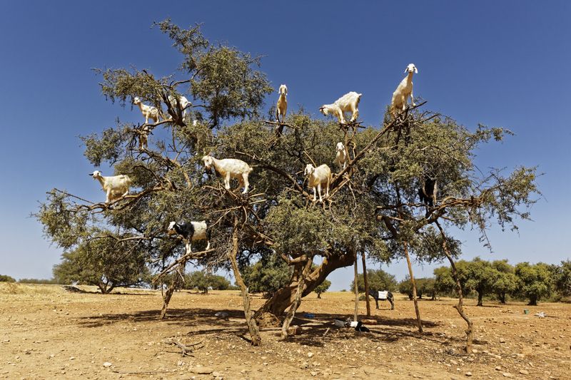Nature's Nimble Acrobats