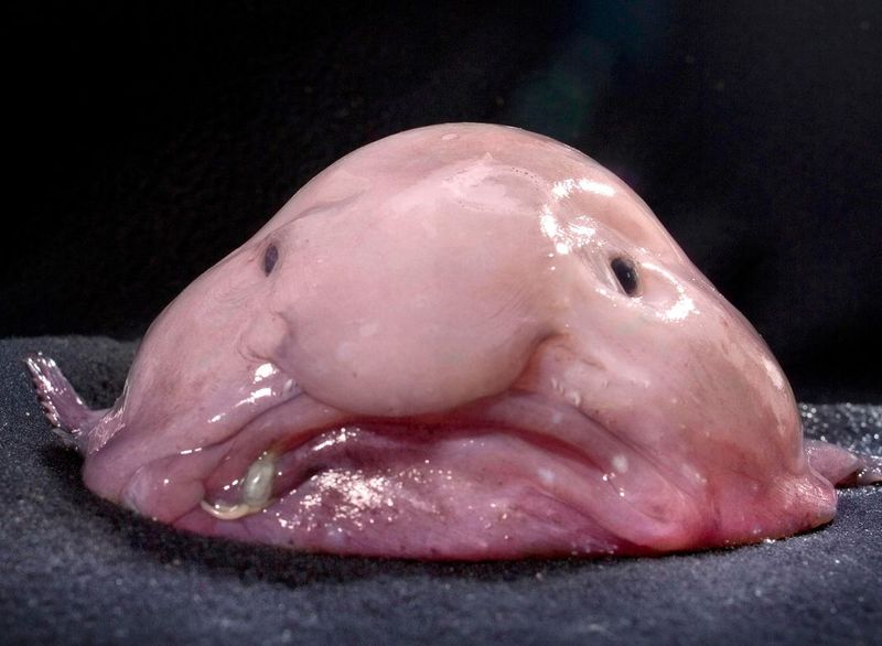 Ocean's Grumpiest Face: The Blobfish
