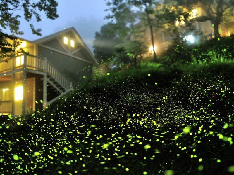 Light Pollution: When Artificial Glow Outshines Nature's Show
