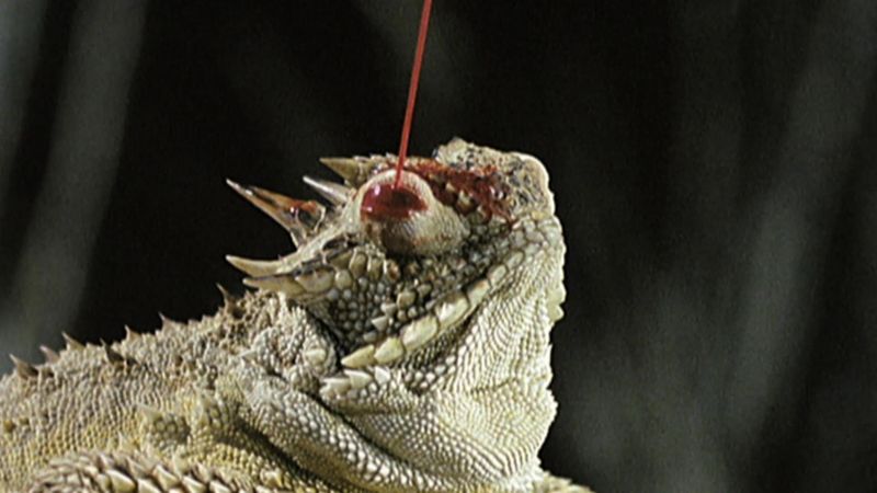 Horned Lizard's Blood-Squirting Eyes