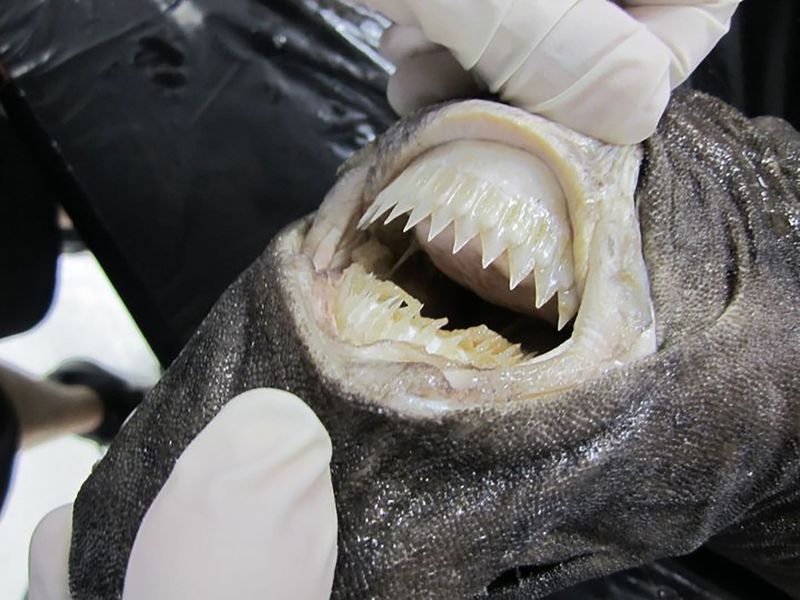 Cookie-cutter Sharks: Living Cookie Cutters