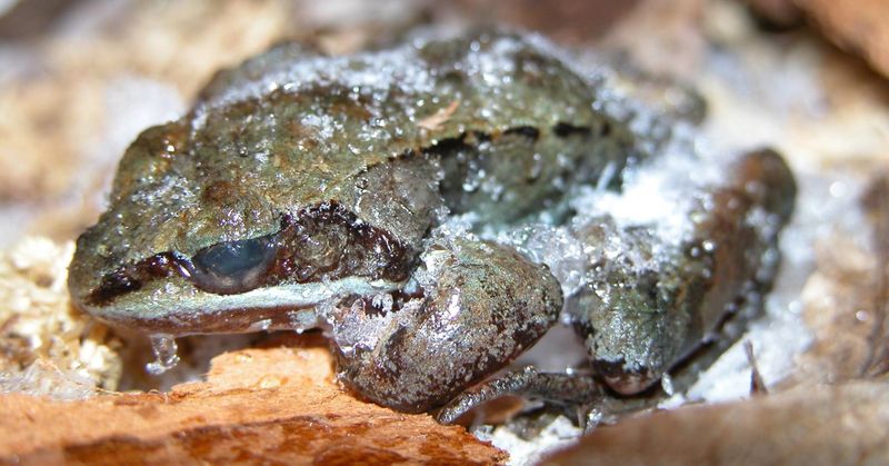 Wood Frog's Freeze Technique
