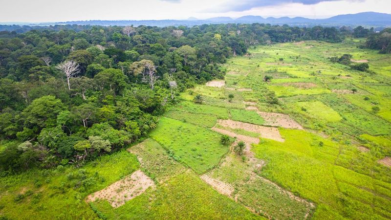 Forests Reclaim Lost Ground