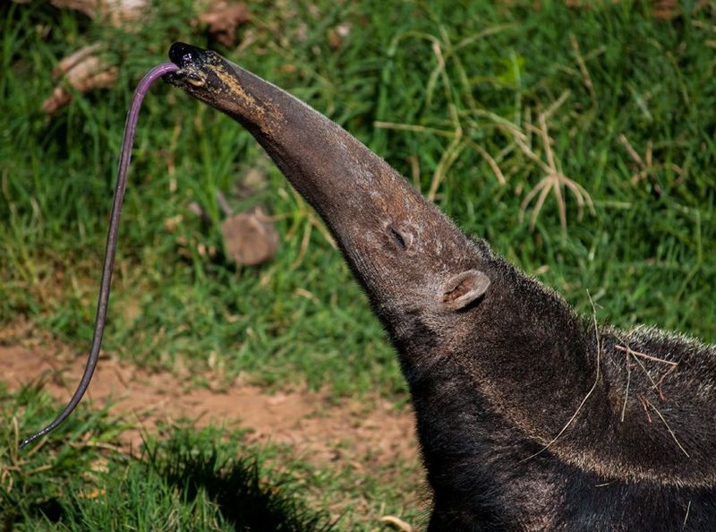 Giant Anteaters: Termite Vacuum Specialists