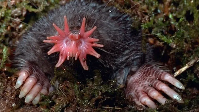 Star-Nosed Moles: Speed-Eating Champions