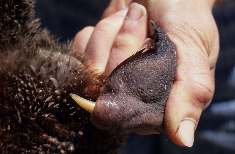 Duck-Billed Platypus: Ankle Daggers of Pain