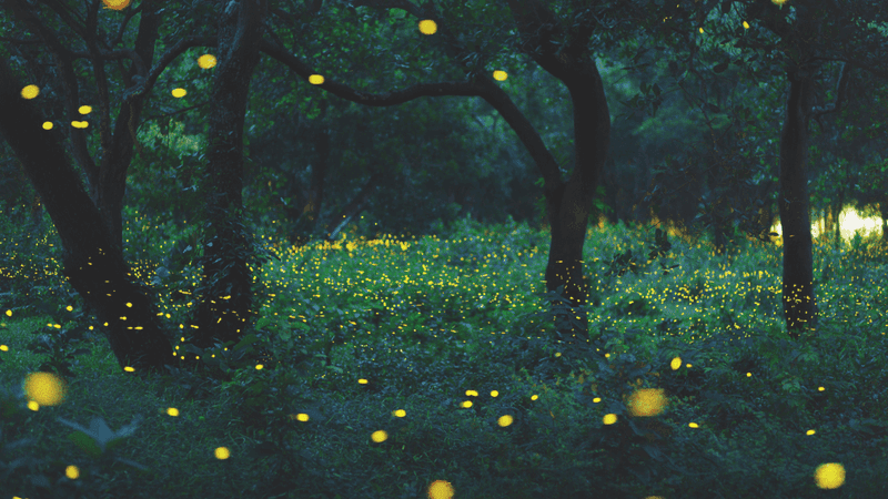 Be a Firefly Friend: Simple Steps to Help
