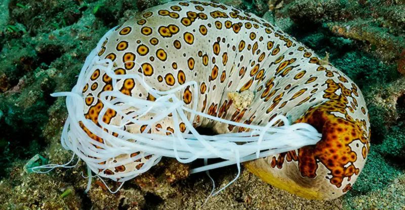 Sea Cucumber's Self-Evisceration