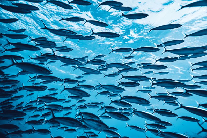 Oceans Heal From Human Damage