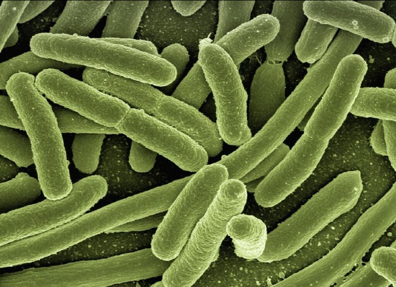 Bacteria Dangers Lurking in Raw Meat