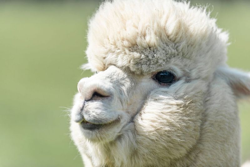Skeptical Llamas