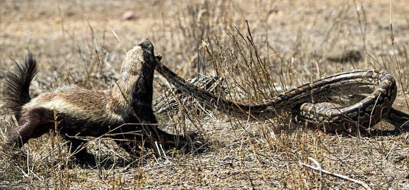 Honey Badgers: Venomous Snake Connoisseurs