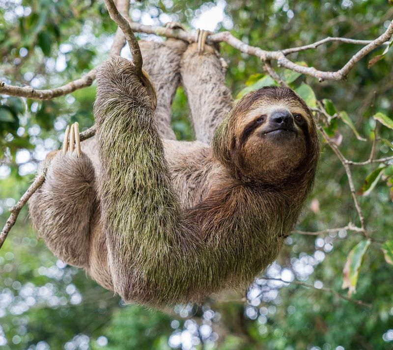 Three-Toed Sloths: Masters of Taking It Slow