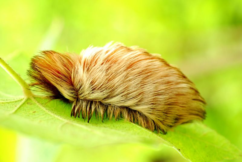 Caterpillars: Fuzzy Exteriors, Painful Surprises