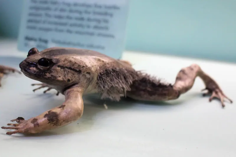 Hairy Frog's Bone Claws
