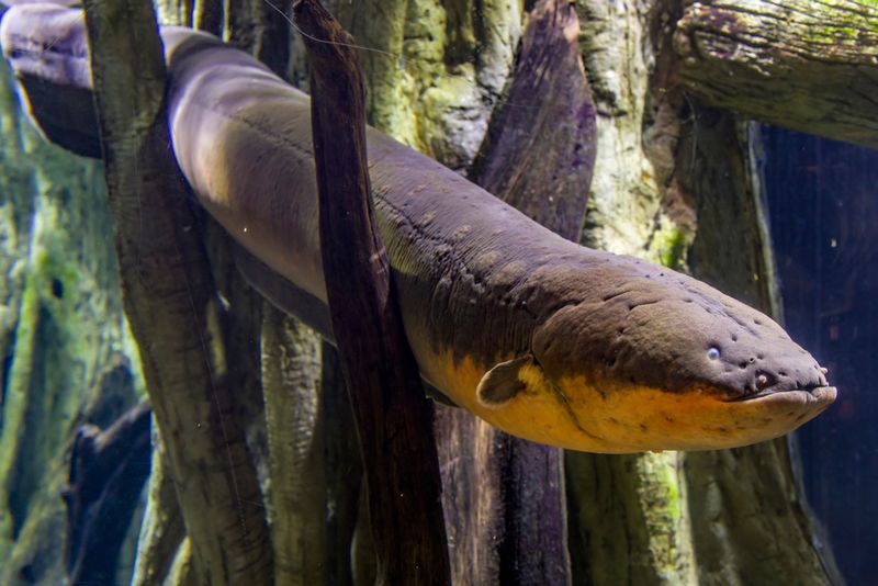 Electric Eel – A Living Taser from the Amazon