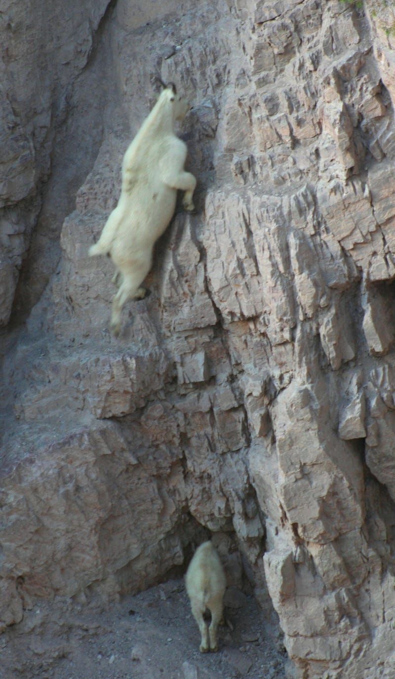 Mountain Goats – Masters of Physics and Gravity