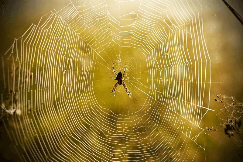 Web Engineering: Building Architectural Marvels