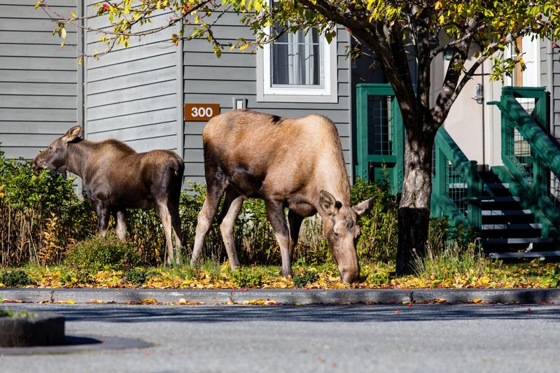 Shrinking Wild Spaces