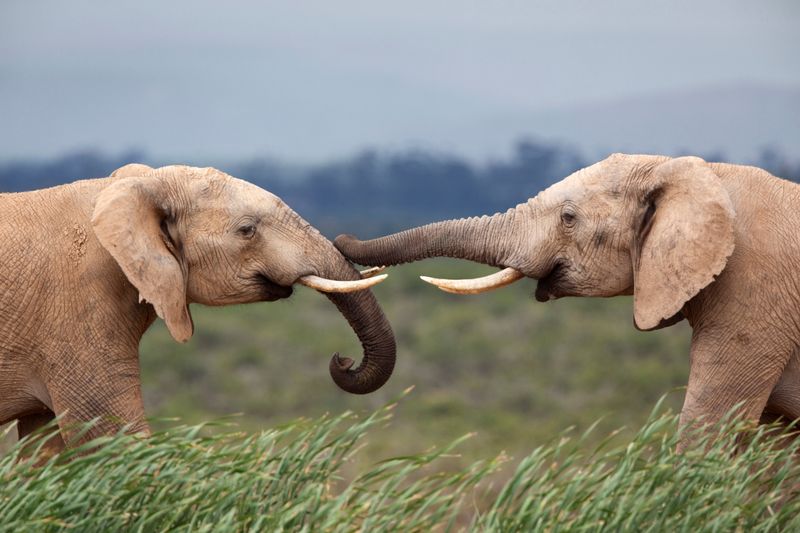 Elephants – Emotional Giants with a Long Memory