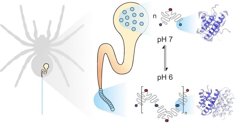 Molecular Magic: How Liquid Becomes Super-Strong Fiber