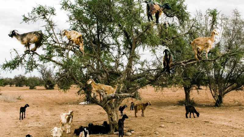 The Argan Tree Connection