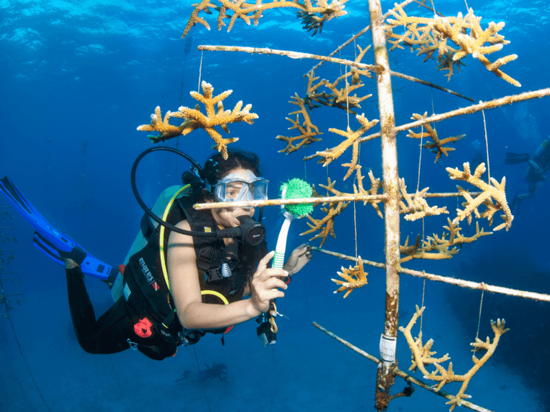 Rays of Hope: Rescue Missions and Resilient Corals