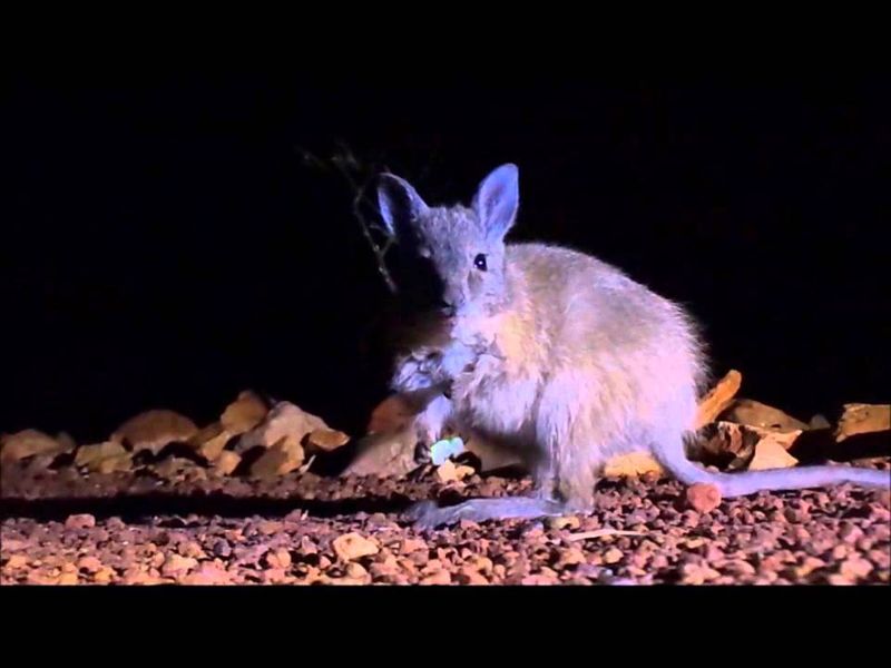 Nomads of the Sand: Nightlife in the Desert Dunes