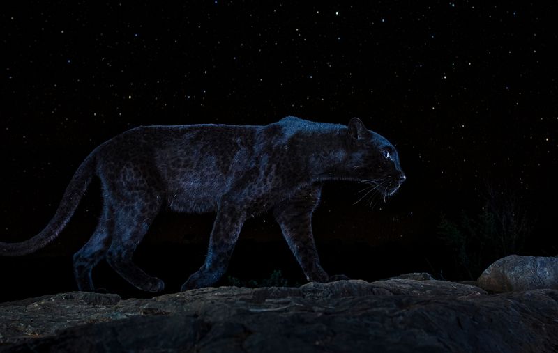 Shadow Predators: Hunters That Thrive in the Dark