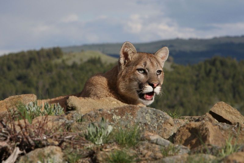 New Animal Behaviors Emerge
