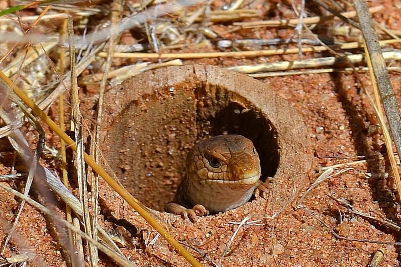 Pygmy Blue Tongue Lizards: Masters of the Wait-and-See Approach