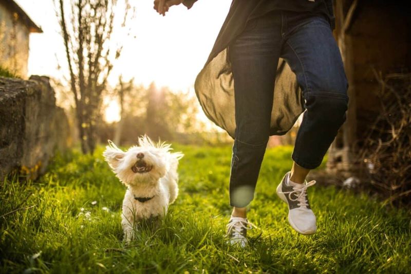 Exercise and Mental Enrichment: The Joy of Movement