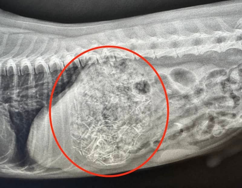 Bone Fragments: Hidden Hazards