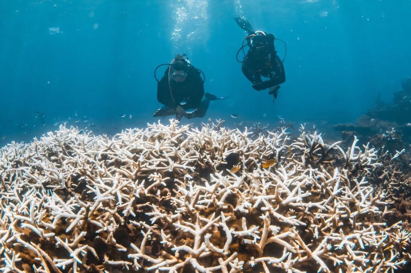 Ecosystem Collapse: When Coral Cities Crumble