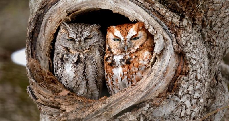 Perpetually Disappointed: The Eastern Screech Owl