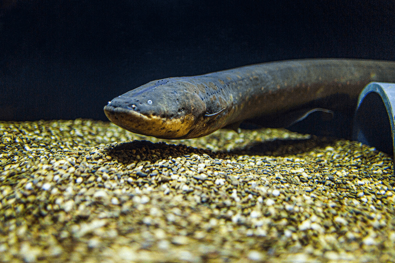 Electric Eel's High-Voltage Shield