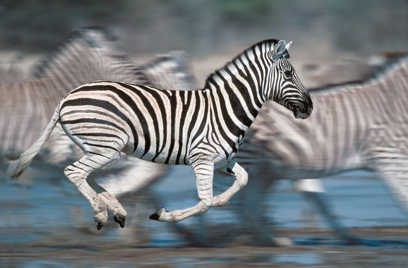 Zebras – Stripes That Confuse Science