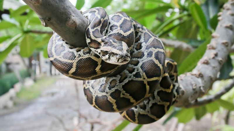 Python Snakes: The Original Couch Surfers