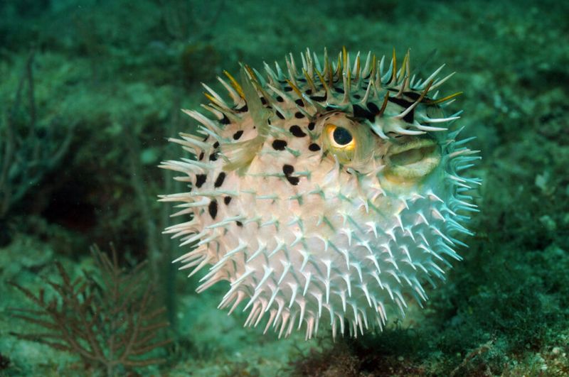 Pufferfish's Spiky Transformation