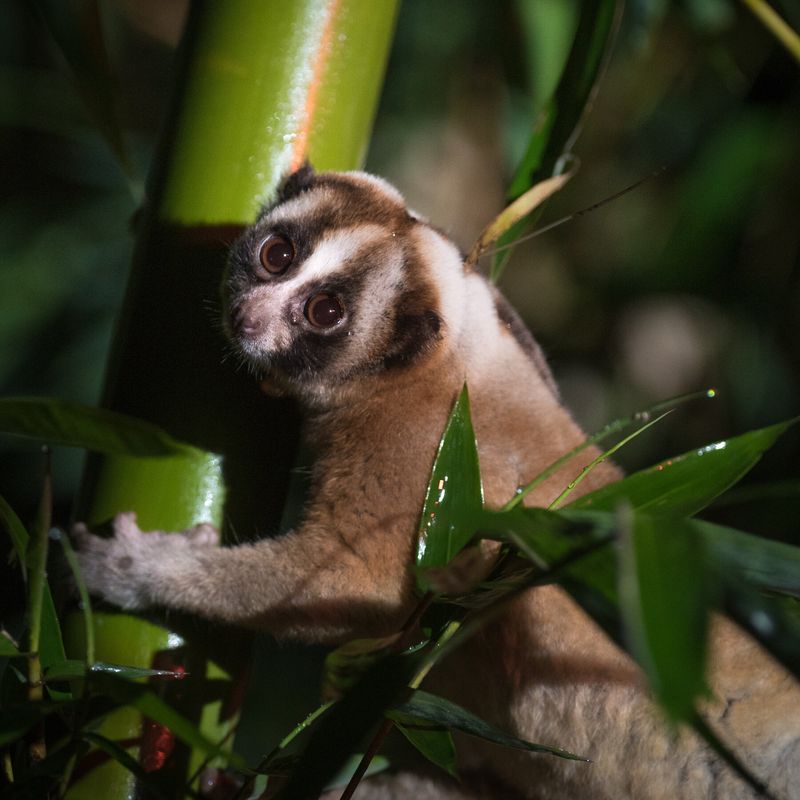 Slow Loris: Adorable Face, Toxic Bite