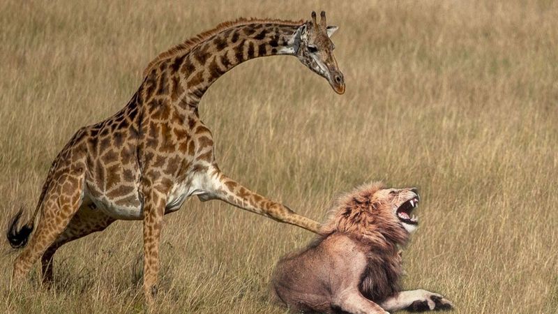 Deadly Defensive Kicks