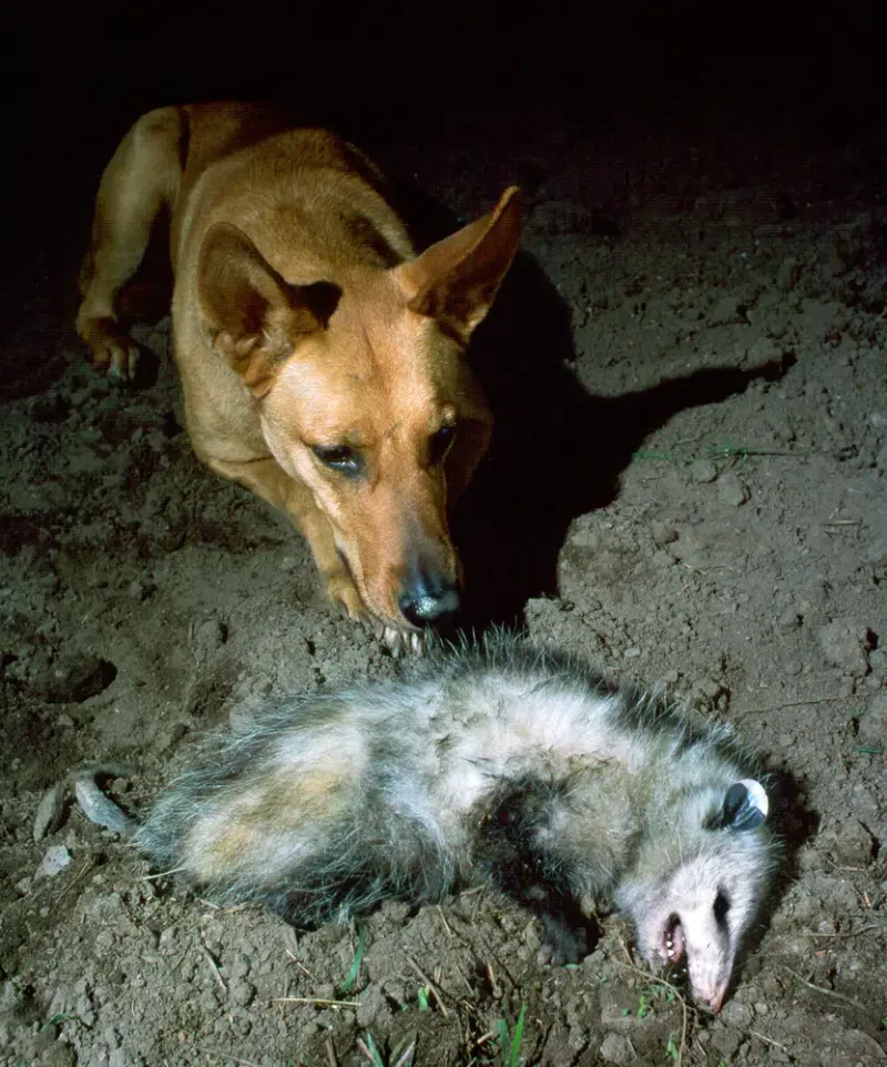 Opossum's Death-Feigning Act