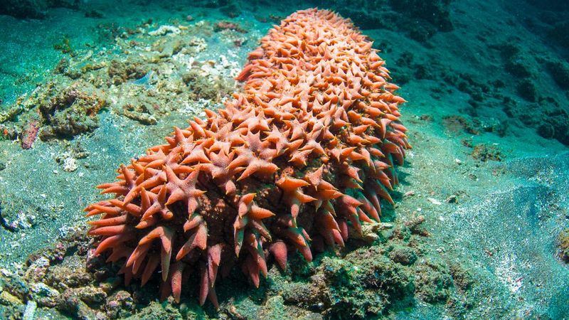 Sea Cucumbers: The Ocean Floor's Immobile Vacuum Cleaners