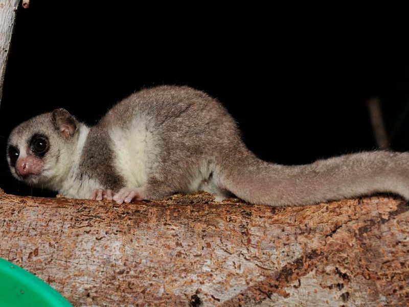 Fat-Tailed Dwarf Lemurs: Hibernation Champions