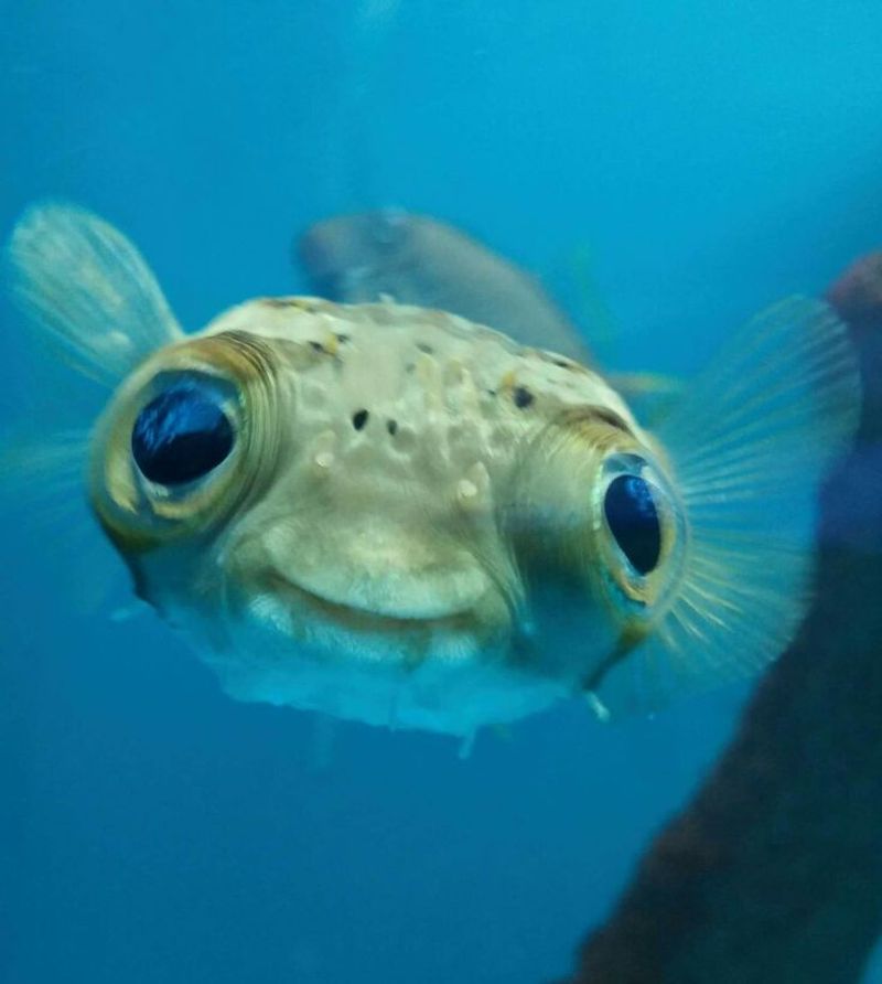 Aquatic Eye-Rollers