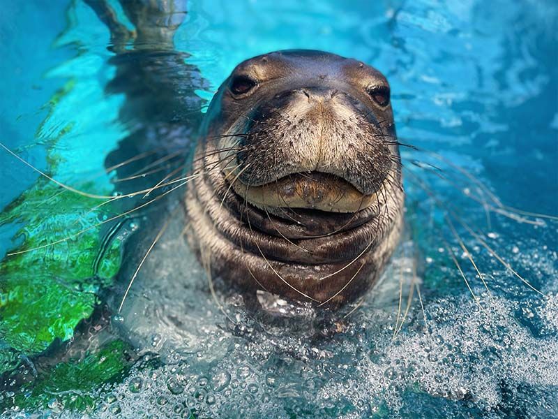 The Pouty Marine Mammal: Monk Seal